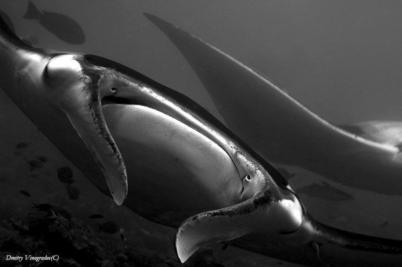 Инь и Яньphoto preview