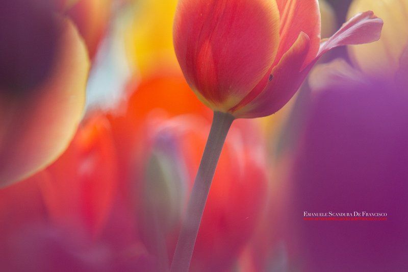 emanuele scandura de francisco tulpani tulpaniphoto preview