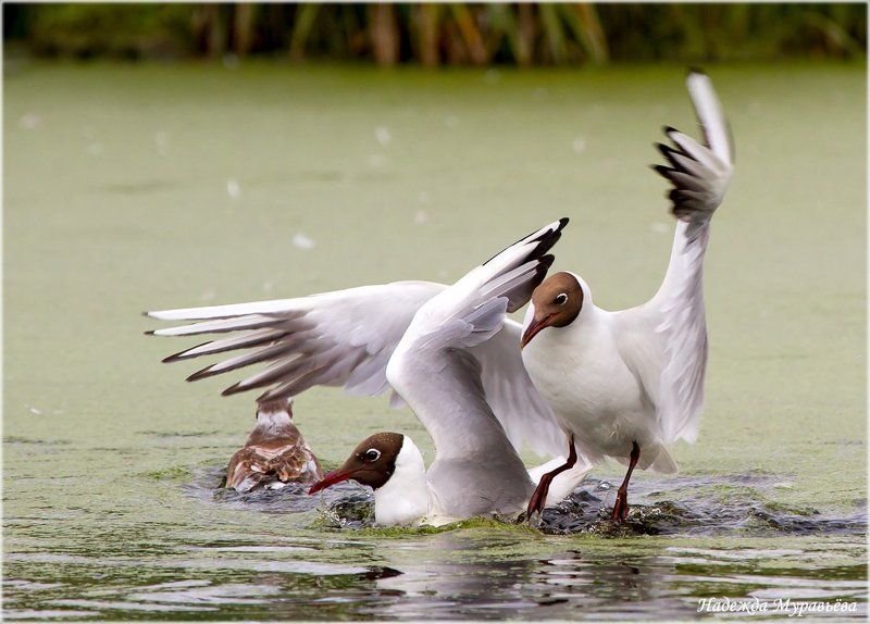 Larus, Ridibundus, Драка, Озёрная, Чайка Непростые отношенияphoto preview