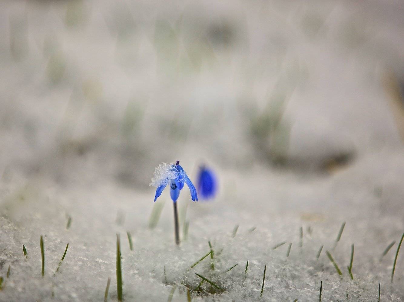 Стойкий солдатик весны!. Автор: Мазурин Евгений , Мазурин Евгений