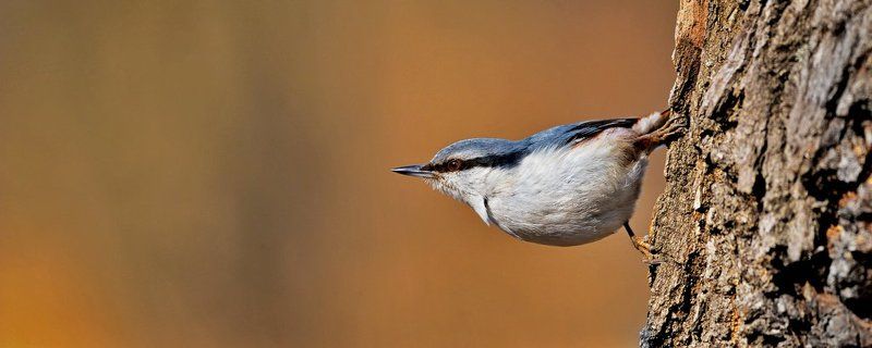 Весна, Поползень, Тушино Разбойникphoto preview