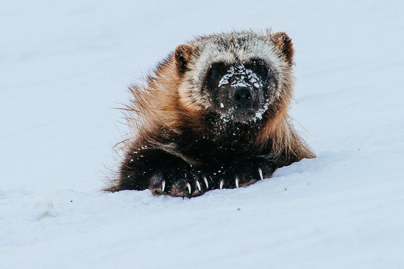 чукотка ***photo preview