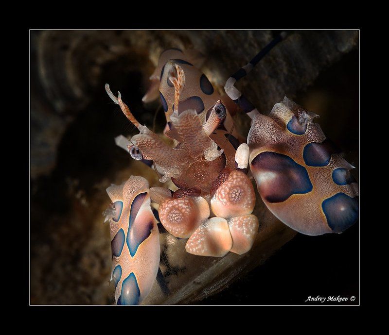 Арлекинphoto preview