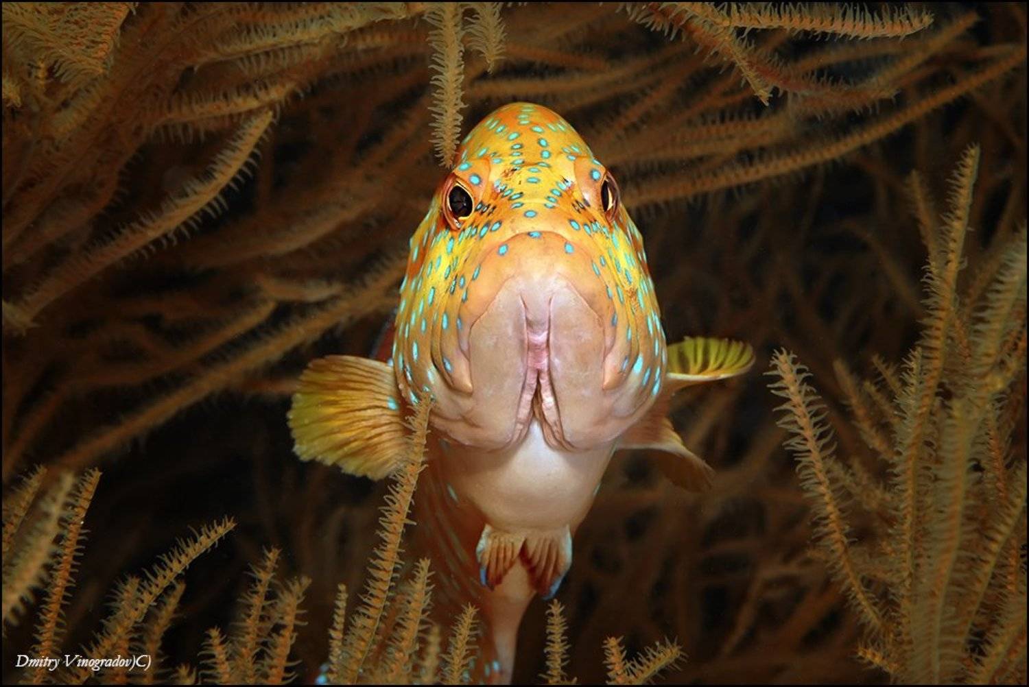 Боец. Автор: Дмитрий Виноградов , Дмитрий Виноградов