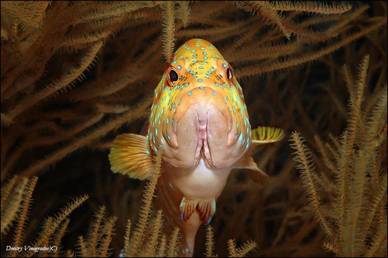 Боецphoto preview