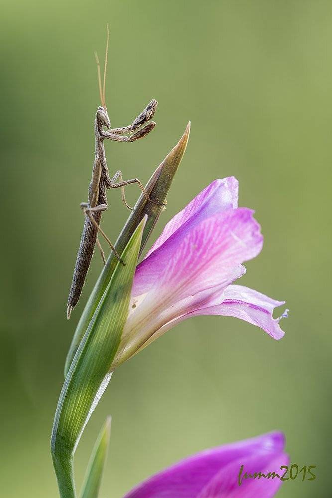 БОГОМОЛ И ЛИЛИЯ.. Автор: Игорь ФУММ , Игорь ФУММ