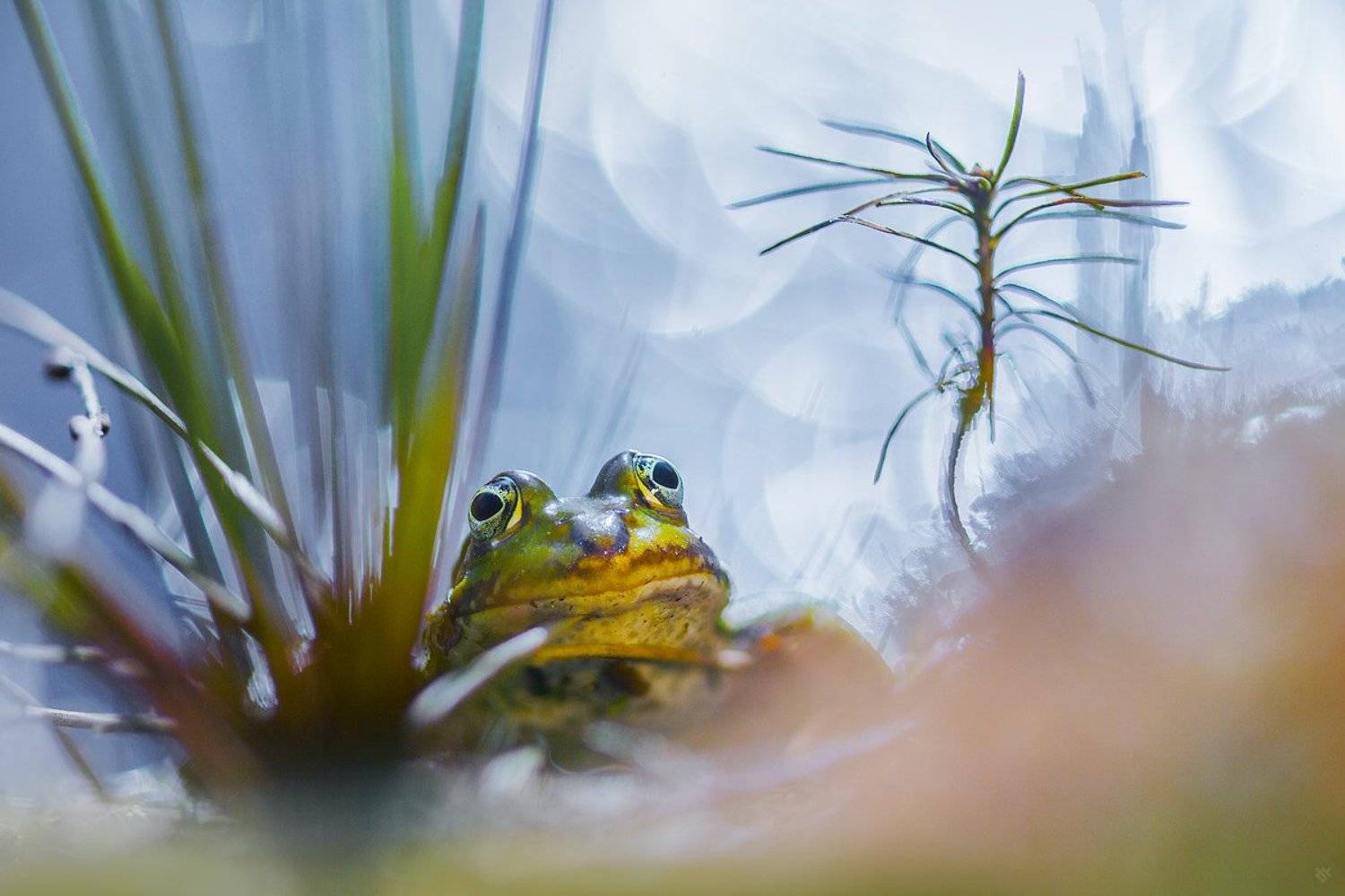 Princess. Автор: Wojciech Grzanka frog, bokeh, wildlife, Wojciech Grzanka