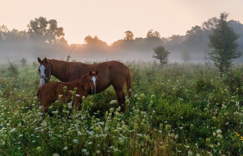 Встреча на рассветеphoto preview