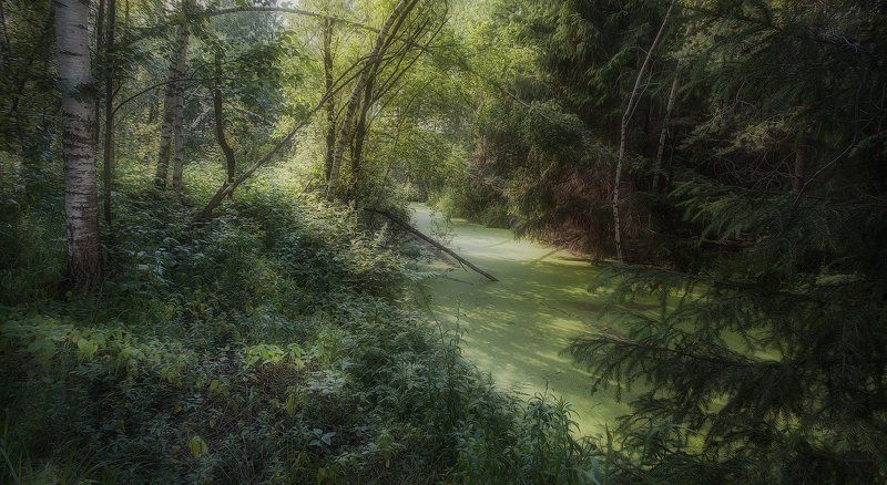 Купавна, лес, июнь, жара. В жарком лесуphoto preview