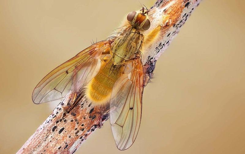 macro, Scathophaga stercoraria Scathophaga stercorariaphoto preview