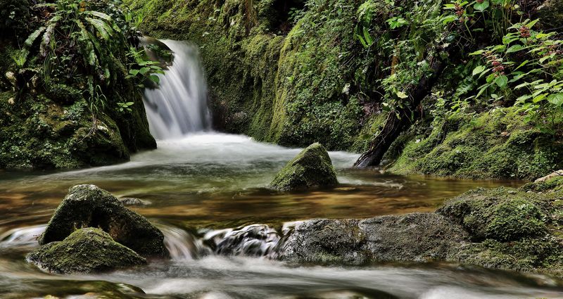 natura,torrente,acqua,muschio,vegetazione Sottoboscophoto preview