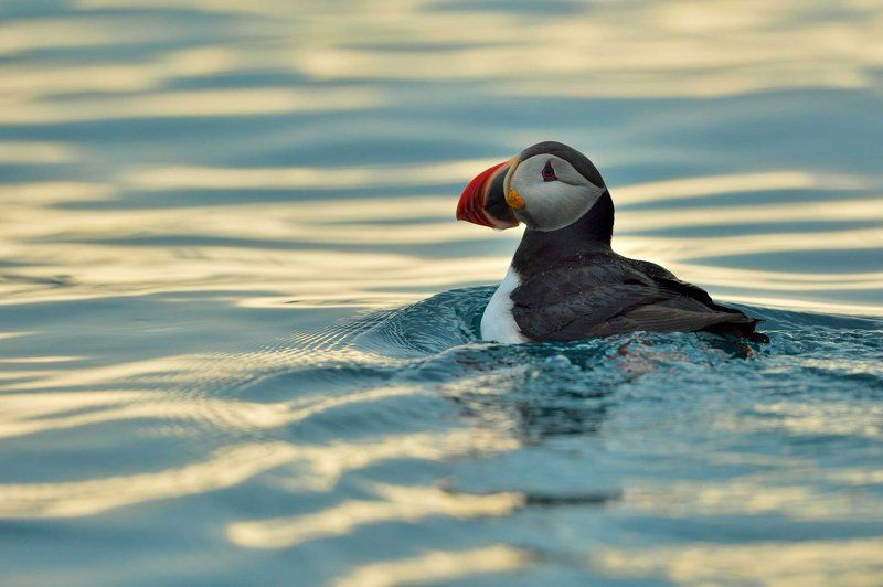 Арктика, Норвегия, Шпицберген, исландский тупик, птица, море моя любимая птичкаphoto preview