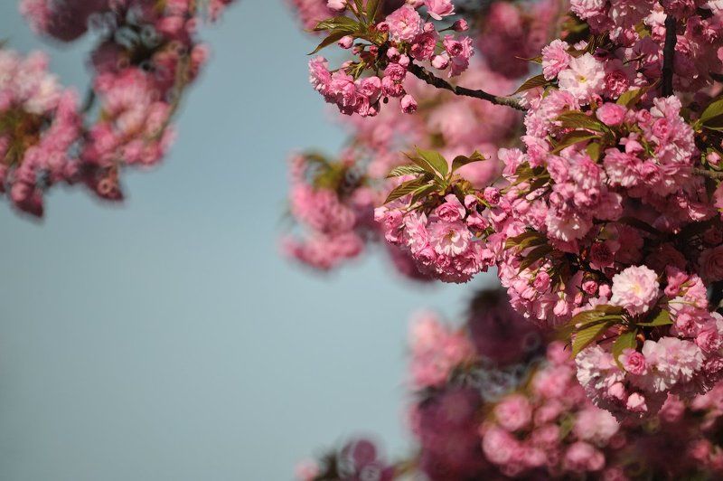 сакура, весна, Ужгород, ЗМ-5А МС Ужгородские сакурыphoto preview