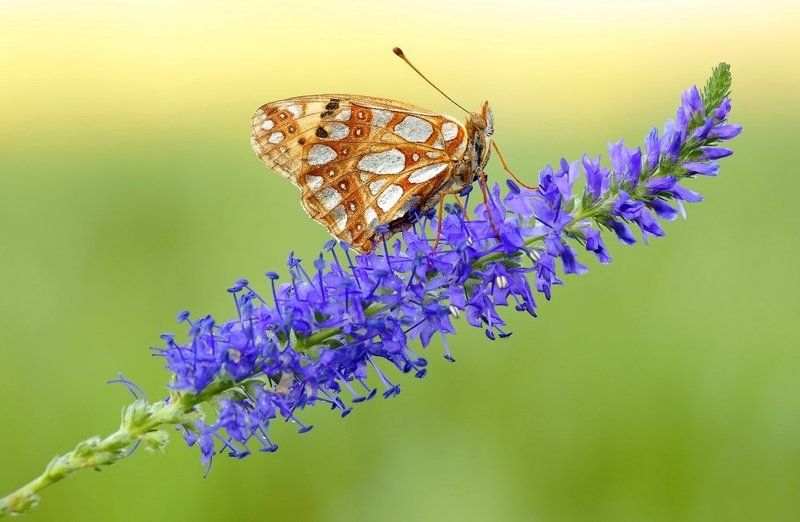 Goodbye butterfly...photo preview