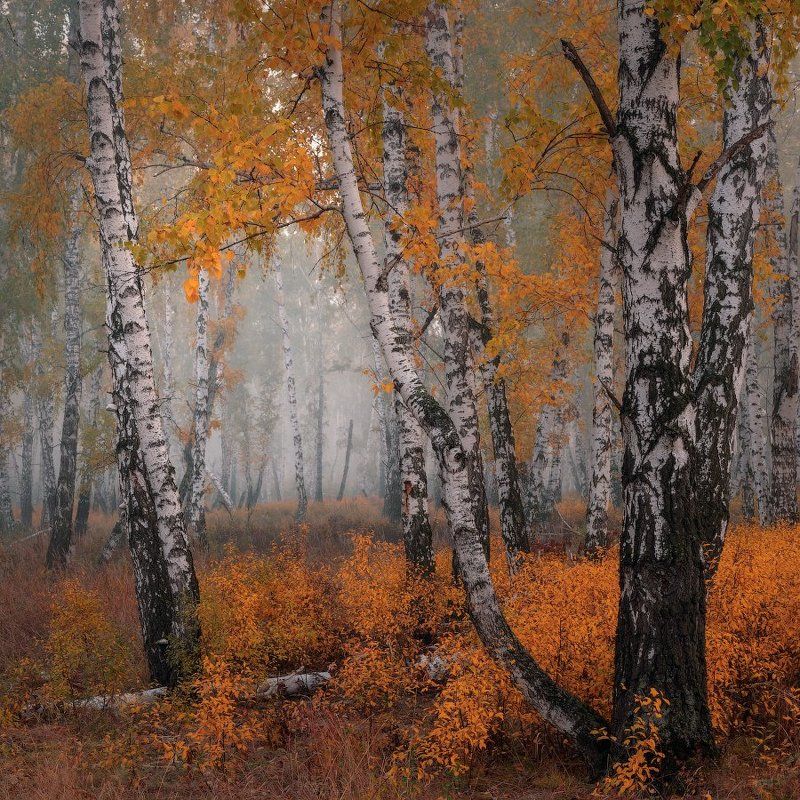 Шелест осениphoto preview