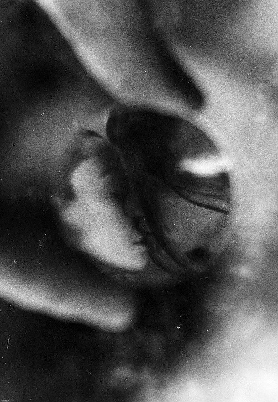 , Коробка Аркадий