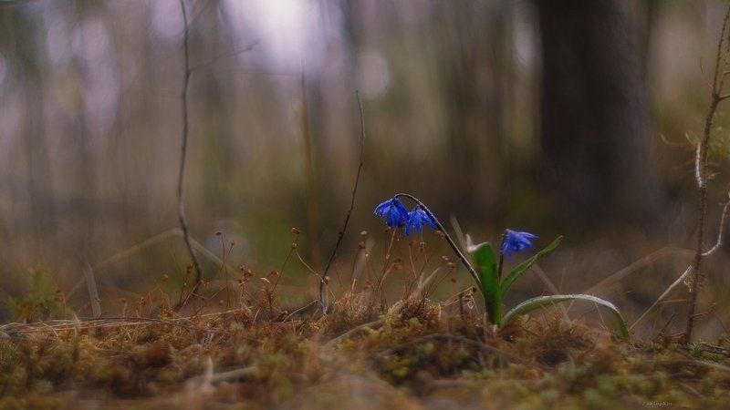 макро, цветы Первый дачныйphoto preview