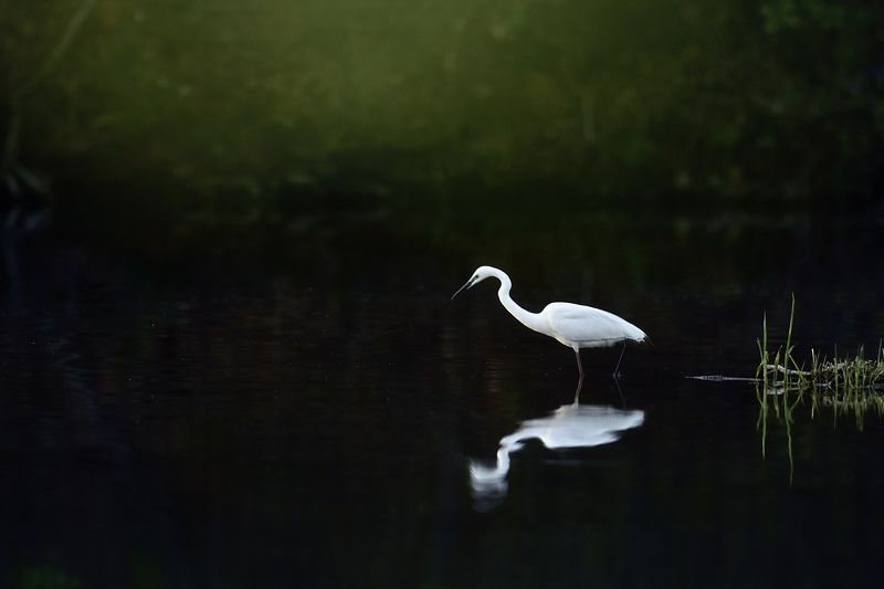 Narcissus