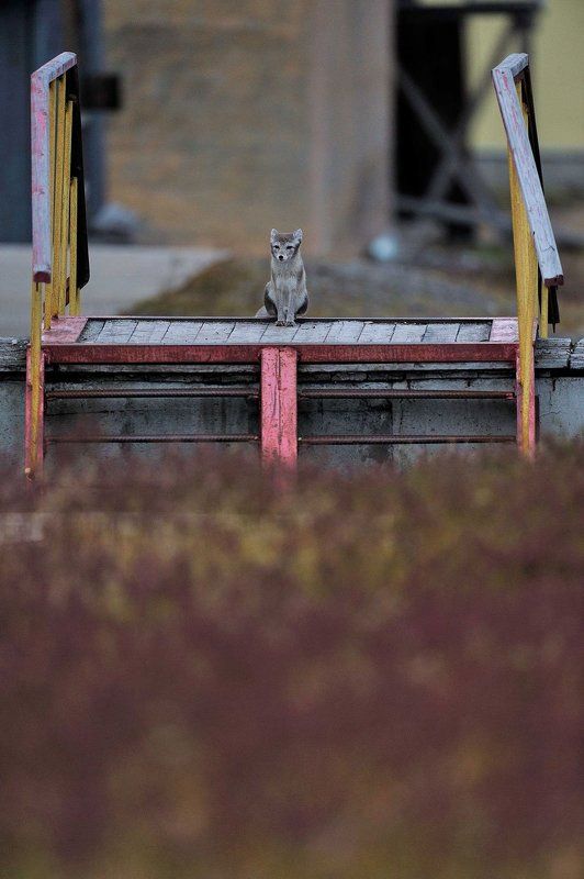 Арктика, архипелаг Шпицберген, поселок пирамида, песец, путешествия, дикая природа хранитель вратphoto preview
