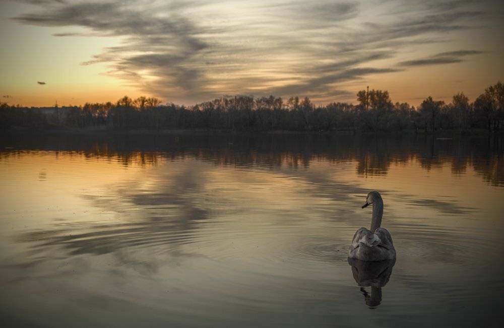 весна, закат, лебедь, природа, Руслан Соколов