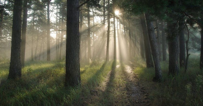 Утро в лесуphoto preview