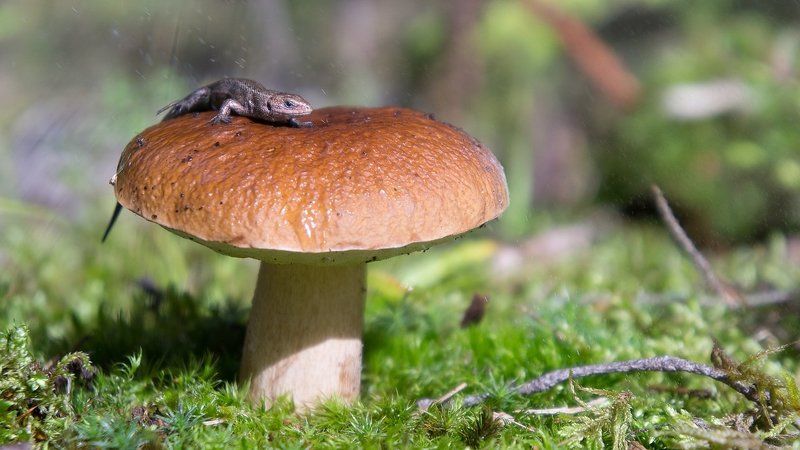 гриб, макро, рептилия Ящер и белыйphoto preview