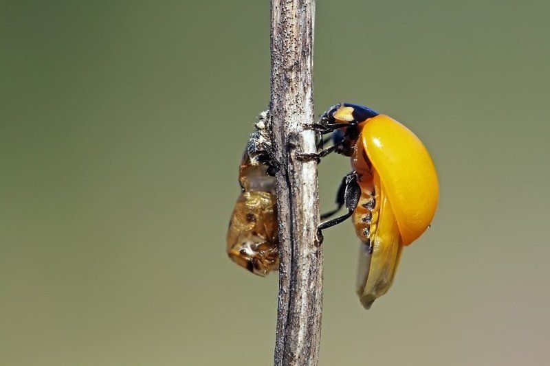 макро, божья коровка, насекомые о коровах и пятнистостиphoto preview