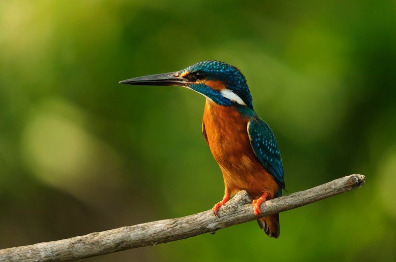 Alcedo atthisphoto preview