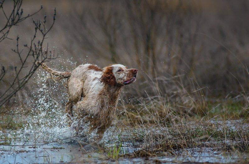 фотограф,саров, английский сеттер, бег, брызги, весна, движение, охота, сеттер в движении, собака, легавая собака, животных, Весенний ветер.photo preview