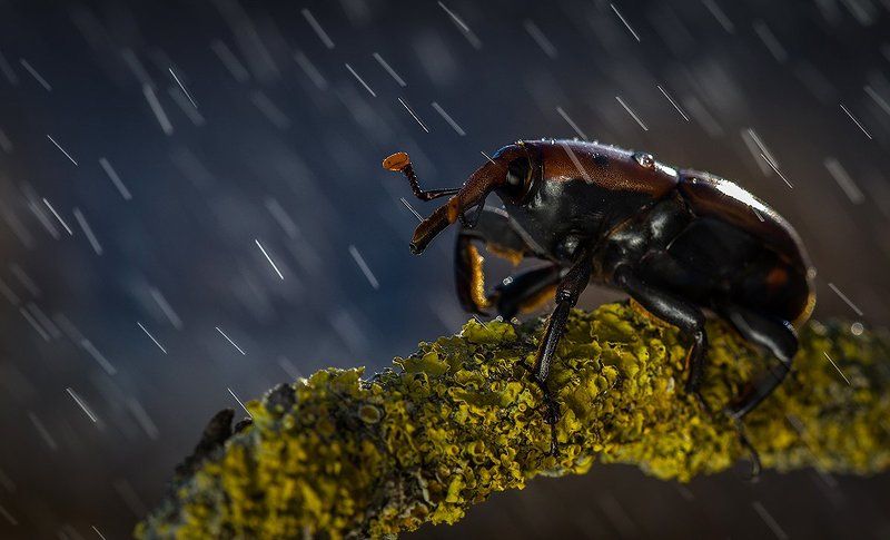 Дождик.photo preview