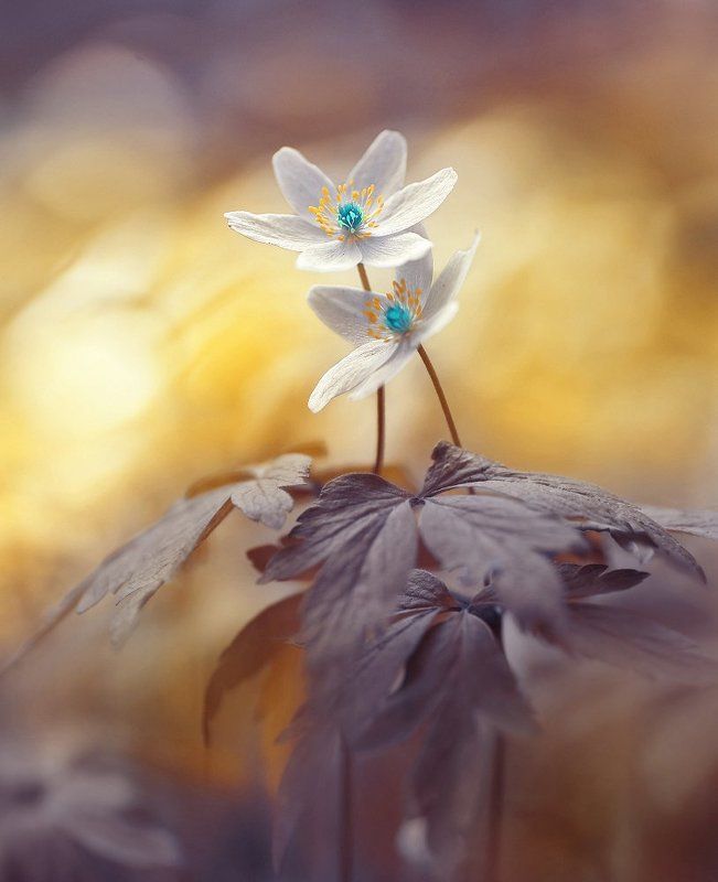 Сны о веснеphoto preview