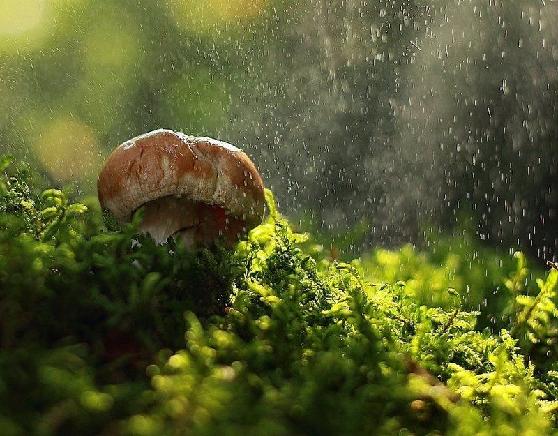 гриб, макро, мох Груздьphoto preview