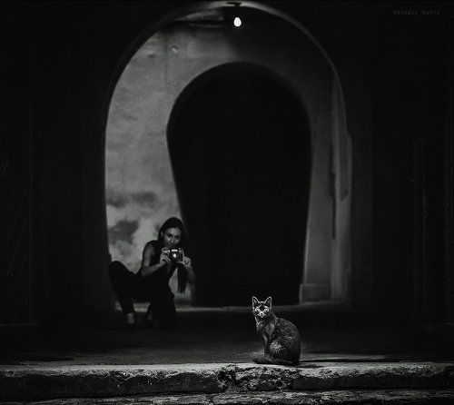 Кошки