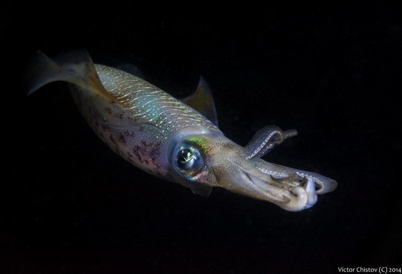Underwater, кальмар Кальмар - это не только вкусная пищаphoto preview