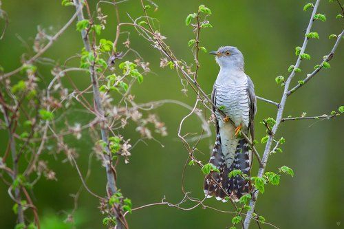 Common cuckoo