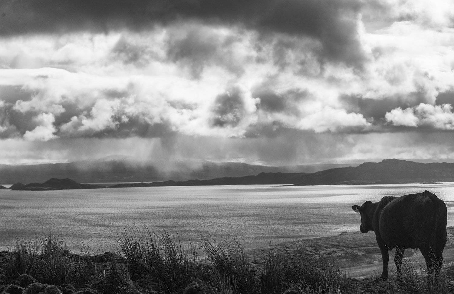 облака, залив, море, корова, погода, Boris Zhitomirsky