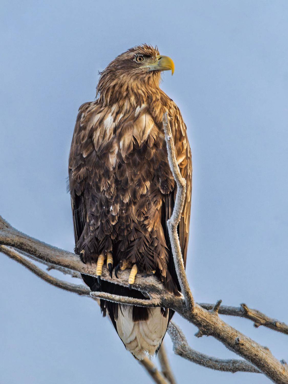 орлан, орёл, птицы, пернатые, Глебов Сергей