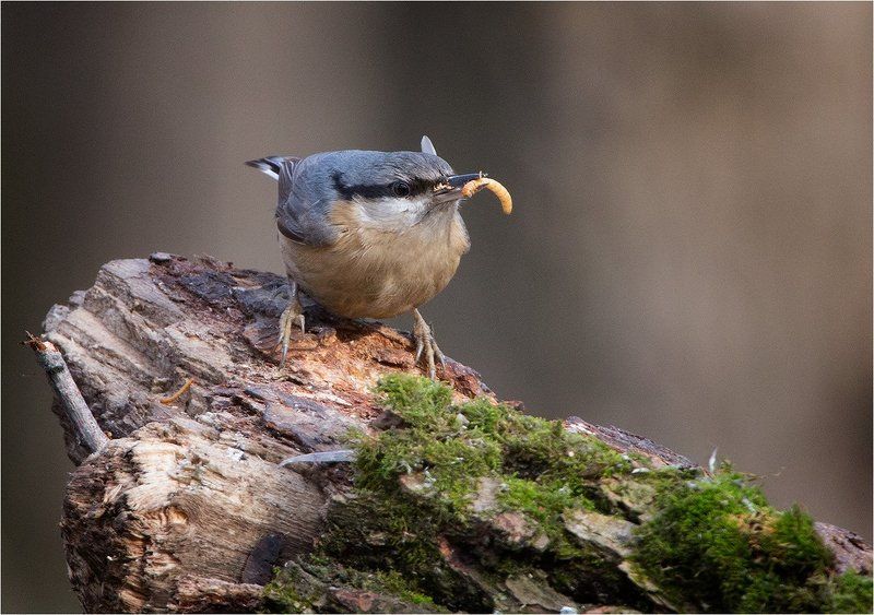 фотоphoto preview