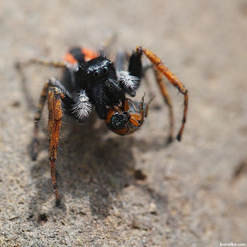 Hunter, Macro, Spider It\'s a tasty gift for  you!photo preview