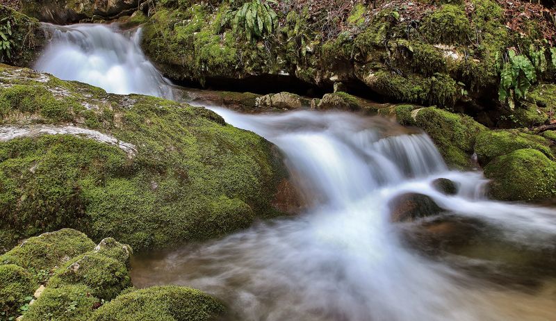 acqua,verde,foglie,movimento, Sottoboscophoto preview
