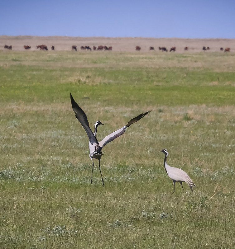 Весна алтай, Журавли Весенние танцы в Кулундинской степи..photo preview