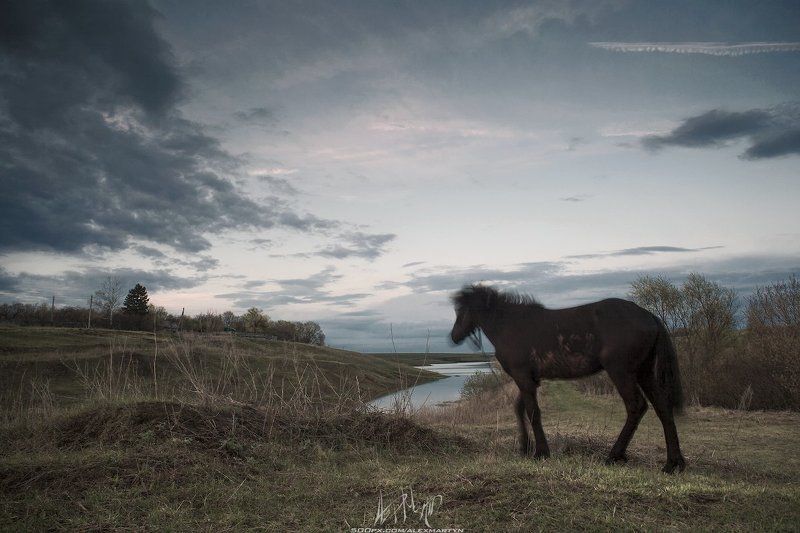 Движение, Живопись, Конь, Небо, Пейзаж, Поле, Простор, Тульскаяобласть ***photo preview