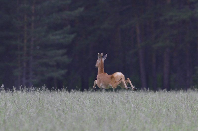 прыг-скокphoto preview