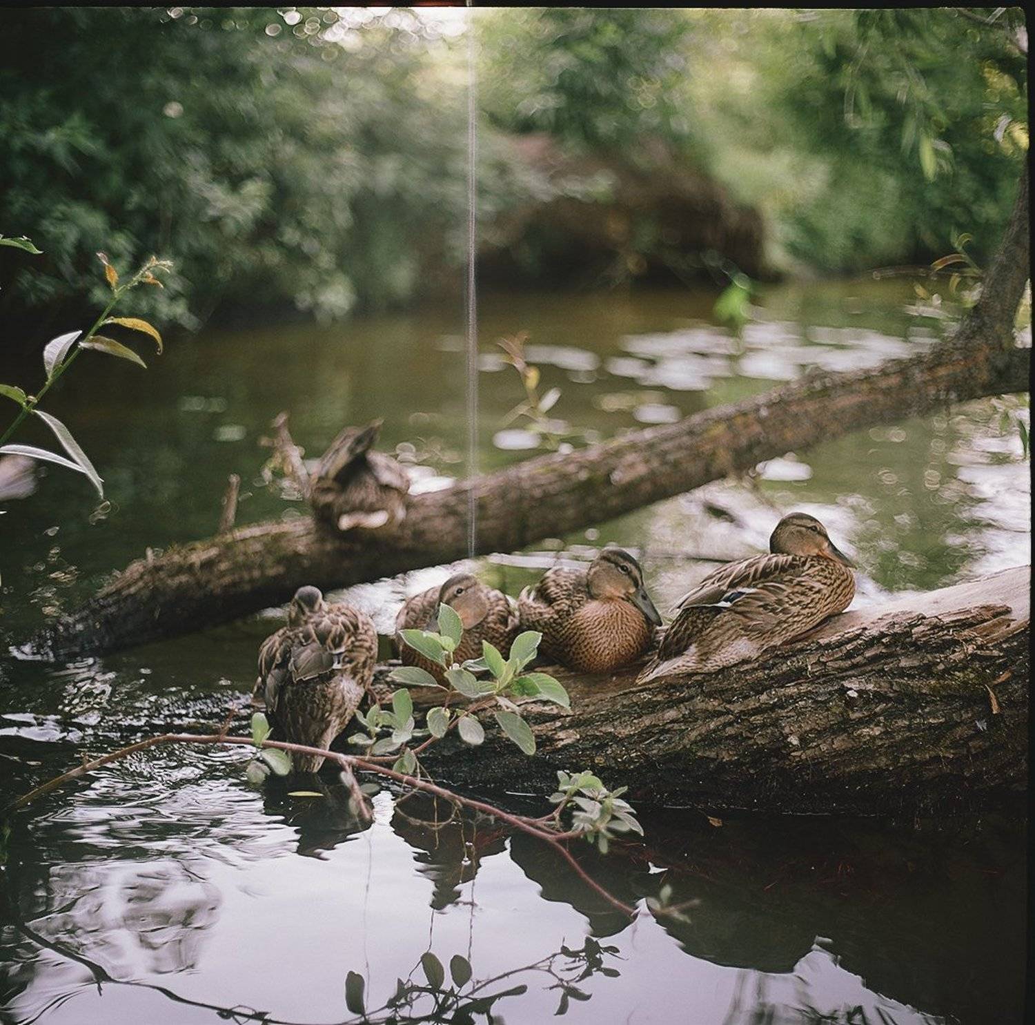 , Ефремов Андрей  МИ₽