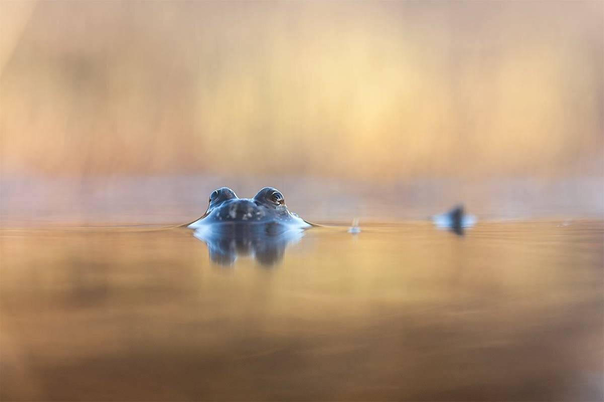 "Ах, эти глаза напротив". Автор: Роман Рысь Bombina bombina, Краснобрюхая жерлянка, Роман Рысь