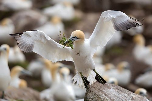 Gannet