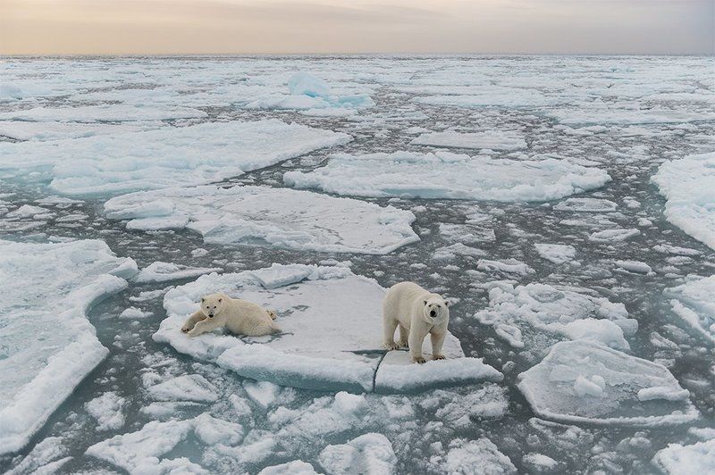 белый медведь шпицберген Мишки на Шпицбергенеphoto preview