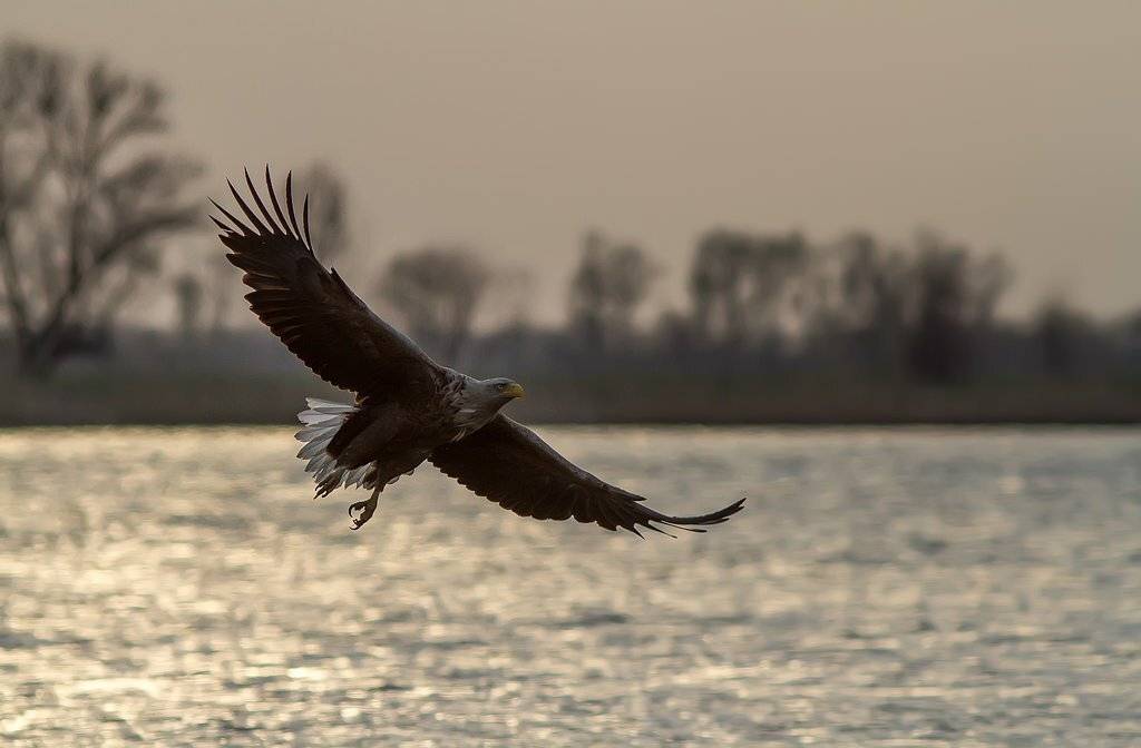 Орлан-Белохвост. Автор: Тесленко Игорь Орлан, белохвост, орел, Волга, Тесленко Игорь