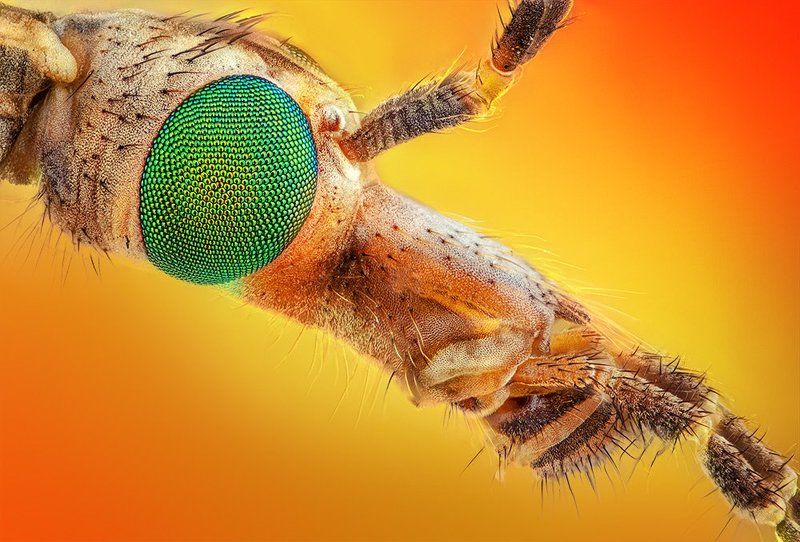 pu5z3k, macro tipulaphoto preview