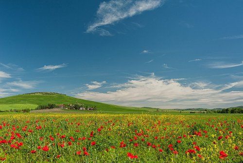 Poppy